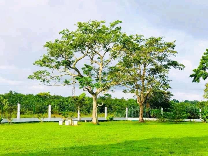 The Green Colombo